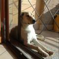 dog-sitter pr gianfranco d37ba2ee-1dc4-473f-9929-b9e7f7c3ff97