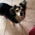 https://it.holidog.com/ImagesPetSitters/00F6B022-7051-4BD8-B8B2-0CA880263300_square_120.jpg 367510-0