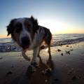 https://it.holidog.com/ImagesPetSitters/012FB7DC-5458-4D0D-AC57-1364FB14C017_square_120.jpg Casa-famiglia-per-Cani-4933-1