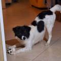 https://it.holidog.com/ImagesPetSitters/01846BAC-6D9A-4927-BD74-0A3A0BF66373_square_120.jpg Affidabile-e-disponibile-370271-2