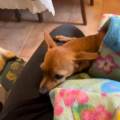 https://it.holidog.com/ImagesPetSitters/0231A2F6-E927-4E20-826E-C7C275F1029B_square_120.jpg Zampe-in-vacanza-🤍🐾--367821-0