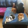 PET-SITTER-A-DOMICILIO-311902-3