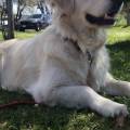 Amante-dei-cani-ed-esperta-402357-2