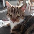 https://it.holidog.com/ImagesPetSitters/0583EBA8-4C24-4A04-8393-3730C2DBB345_square_120.jpg Amante-dei-animali-407643-1