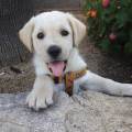 https://it.holidog.com/ImagesPetSitters/05C3B2EE-1E07-4729-A999-230D3EDCF244_square_120.jpg Passeggiate-e-compagnia-🐕-412608-2