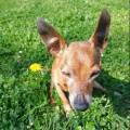 Alice:-amore-totale-per-gli-animali-400933-3