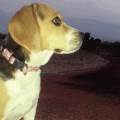 Passeggiare-in-ottima-compagnia-41451-2