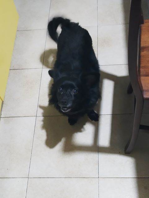 dog-sitter ct enzo 13148c65-04ac-43de-86dd-67c3dff6b91f