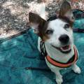 https://it.holidog.com/ImagesPetSitters/084126E6-2D67-4FAB-B5EC-F7D805461A90_square_120.jpg Coccole-e-passeggiate-con-Letizia--380242-3