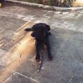 https://it.holidog.com/ImagesPetSitters/09E118F3-FE2A-4F58-B141-5FF04342B502_square_120.jpg amante-dei-cani-37199-1