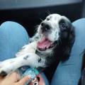 https://it.holidog.com/ImagesPetSitters/0A202C42-40E1-4556-8A78-8B79BAF3F26D_square_120.jpg Pet-Paradise-371665-3