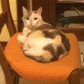 https://it.holidog.com/ImagesPetSitters/0A59A755-22A7-496A-A0A6-EE3825168AA5_square_120.jpg Amante-degli-animali--5753-2