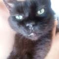 PET-SITTER-A-DOMICILIO-311902-1