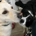 https://it.holidog.com/ImagesPetSitters/0ABF579C-B239-40C9-ACAD-0FA85B59FEA0_square_120.jpg dog-village--119515-3