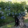 -Pet-sitting-a-Biella-e-provincia--390589-3