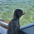 Dog-sitter-in-campagna-408299-3