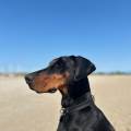 https://it.holidog.com/ImagesPetSitters/0C1385C3-5DBF-4F41-8268-42127CDA4E79_square_120.jpg 388087-2