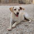 https://it.holidog.com/ImagesPetSitters/0CFD502C-7AF0-408E-B4F5-F9C983DE841D_square_120.jpg super-passeggiate!-370811-0