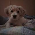 Immenso-amore-per-gli-animali-391615-1