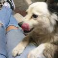 Pet-sitter--400647-3