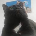 https://it.holidog.com/ImagesPetSitters/0FE1AFF5-3E45-4044-9616-9717C302DBAC_square_120.jpg Gli-animali-la-mia-passione--373753-3