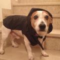 https://it.holidog.com/ImagesPetSitters/10FC3D53-B955-46AC-8A4E-1843CA55F959_square_120.jpg Passeggiare-insieme-:)-5782-1