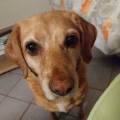 https://it.holidog.com/ImagesPetSitters/1147FF70-FE5B-4322-8855-B939A65761C5_square_120.jpg -coda-felice,-missione-compiuta!-320390-1