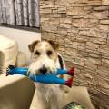 https://it.holidog.com/ImagesPetSitters/123E9E2F-0A82-4FE0-9F86-15FF1D4473C3_square_120.jpg Il-dog-sitter-che-i-cani-cercano!-408272-1