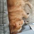 https://it.holidog.com/ImagesPetSitters/12C6C058-2609-4E68-9FD5-8DDCAA246E55_square_120.jpg Pet-Sitting-a-domicilio-372165-1