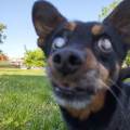 https://it.holidog.com/ImagesPetSitters/13D0F990-3142-4815-8D27-1F36469E7354_square_120.jpg paw-puppies!-382883-1