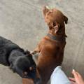 Amore-a-quattro-zampe🐾-392273-0