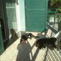 https://it.holidog.com/ImagesPetSitters/142454A5-FAEC-4AE0-BBC5-2B4B044226C6_square_120.jpg Relax-34608-1