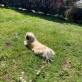 https://it.holidog.com/ImagesPetSitters/159A1FC6-DE5A-413D-AD3E-0B8AE0611788_square_120.jpg amante-dei-cani-354037-1