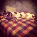 https://it.holidog.com/ImagesPetSitters/15A3B74C-BE3B-4265-92E2-2C1D31F6B3B6_square_120.jpg coccole-e-passeggiate-35314-3