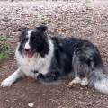 Pet-sitter-e-dog-Walking-400124-1
