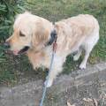 Dog-friendly-405111-1