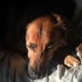 https://it.holidog.com/ImagesPetSitters/16B081B7-B5A2-4DB2-AE1C-2DBDD9B3BBC0_square_120.jpg Il-migliore-amico-del-tuo-cane-173818-0