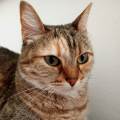 Pet-sitter-a-domicilio-401894-3