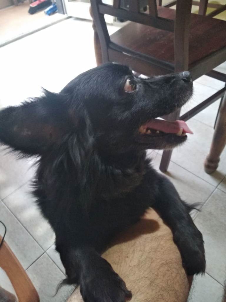 dog-sitter ct enzo 0cf43e0b-8036-4984-b439-2f469c3fd729