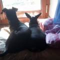 https://it.holidog.com/ImagesPetSitters/1AF42687-2D18-447E-B7E6-C3C017E43AC4_square_120.jpg Walk-With-Dogs--87041-1