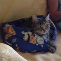 Purrfect-Petsitter-30991-3