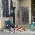 Petsitting-per-l'estate-a-Milano--20378-1