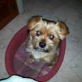 https://it.holidog.com/ImagesPetSitters/1CB81BA6-B881-4840-92A5-A09237AC4DAC_square_120.jpg Pet-Lover-369921-2
