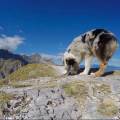 https://it.holidog.com/ImagesPetSitters/1D47E338-AA0D-43A0-A2EB-83CFC5385013_square_120.jpg Casa-famiglia-per-Cani-4933-0