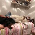 https://it.holidog.com/ImagesPetSitters/1D616FDF-591C-45DB-BC83-4DBAE7E367D3_square_120.jpg Coccole-a-volontà-135076-0