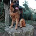 https://it.holidog.com/ImagesPetSitters/1E6983D7-32B7-4CCD-B722-D9D6D16C42A9_square_120.jpg 363112-1