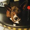 https://it.holidog.com/ImagesPetSitters/1FB72BB2-ABF7-43C1-ABDD-65EE499EADC0_square_120.jpg Pet's-nanny-95729-3