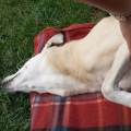 https://it.holidog.com/ImagesPetSitters/201EA263-4207-4E4B-A435-66D5F626F04E_square_120.jpg Educatrice-e-Vacanze-in-compagnia-70292-3