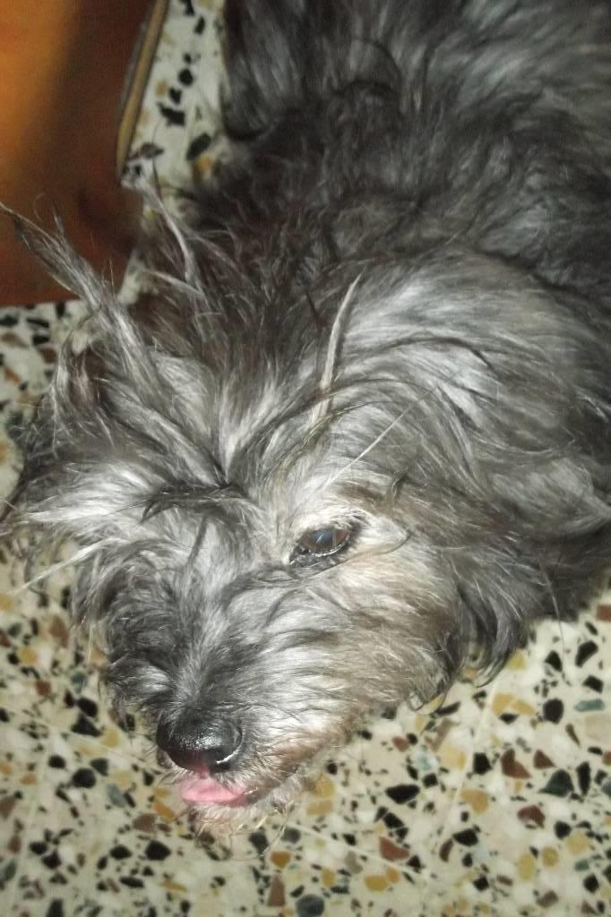 dog-sitter al daniela c9e23366-cd26-403d-b680-66d64b7e8ced