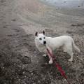 Pet-sitter-a-domicilio-401894-2